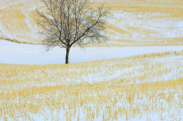 Canada, Alberta Lone tree in snowy field
